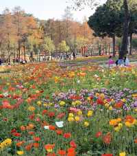 珠海都有夢幻莫奈花園，花開正盛