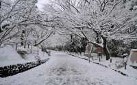 【京都· 龍安寺雪景·2025】