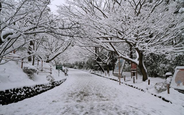 【京都· 龍安寺雪景·2025】