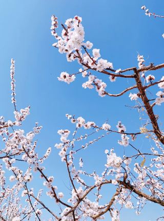 Encounter a sea of pink blossoms in Toksun Apricot Blossom Village, Turpan.