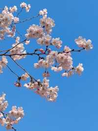 玉淵潭公園｜一場浪漫的春日奔赴