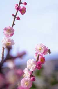 【蘇州獅子林】春天已來到