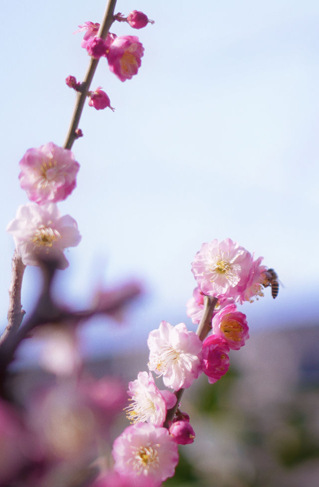 【蘇州獅子林】春天已來到