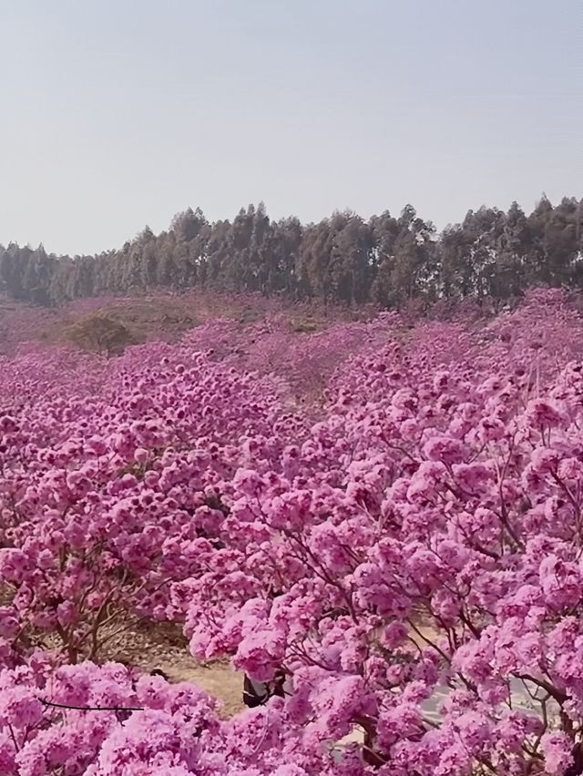 春日限定！廣東風鈴木花海等你邂逅