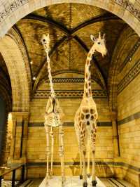 From Screen to the UK's Museum Amazing