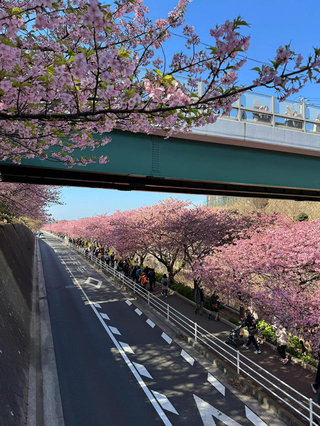 🌸日本三浦海岸 | 河津櫻滿開直擊！