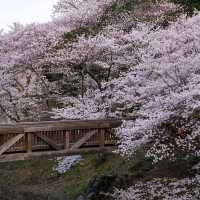 🌸京都小眾寶藏地 | 亀岡七谷川