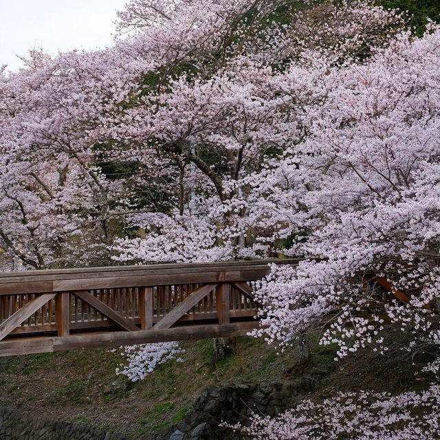 🌸京都小眾寶藏地 | 亀岡七谷川