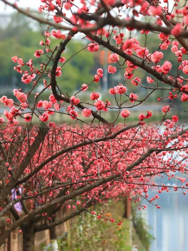 錯過等一年！成都望江樓花海封神！！