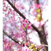 🌸🌸香港春日限定 | 東涌櫻花園🌸