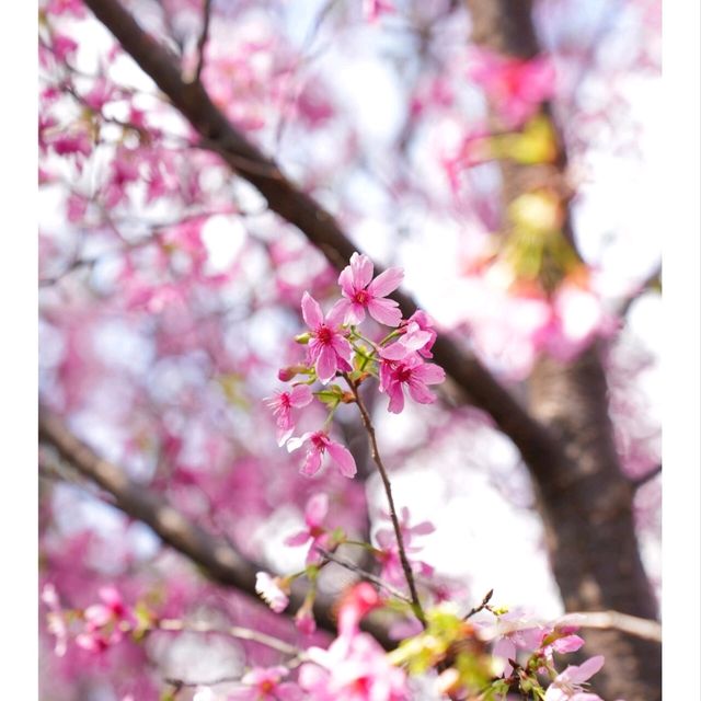 🌸🌸香港春日限定 | 東涌櫻花園🌸