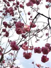 Kunming and Cherry blossom flowers 