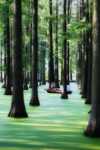 A Super Niche Water Forest Where You Can Row a Boat