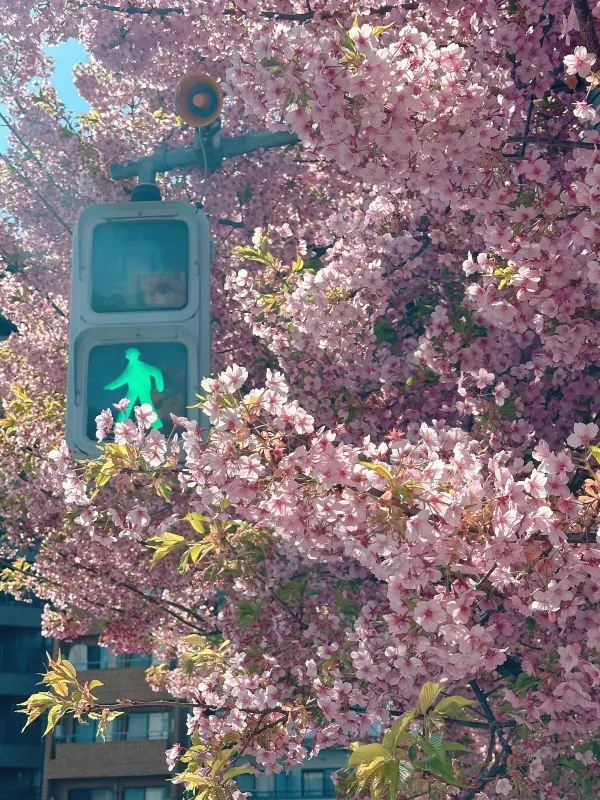 京都で楽しむ早春の桜