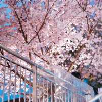 免費的浪漫🌸 漢口江灘的櫻花美到心巴上