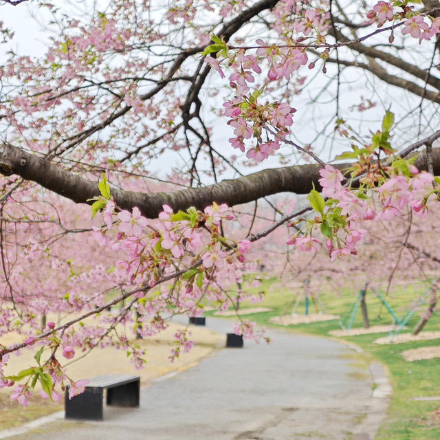 🌸近期上海最美花園，非辰山植物園莫屬