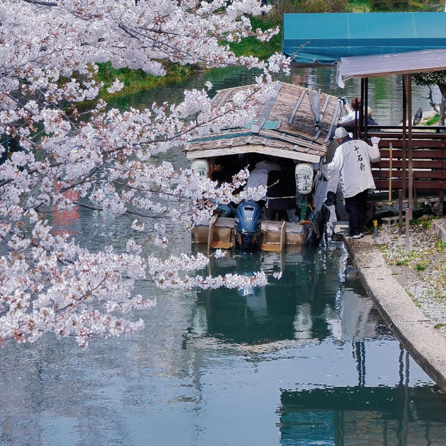 🌸追櫻地圖 | 日本的春天，是一萬次的春和景明