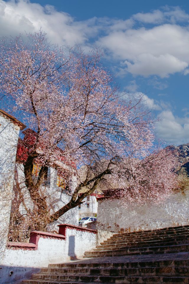 拉薩小眾旅行地，這裡的桃花比布宮還要美