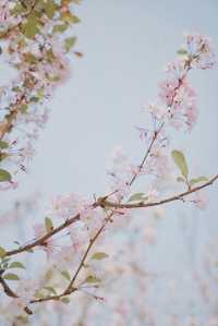春日來信｜庾園海棠花開