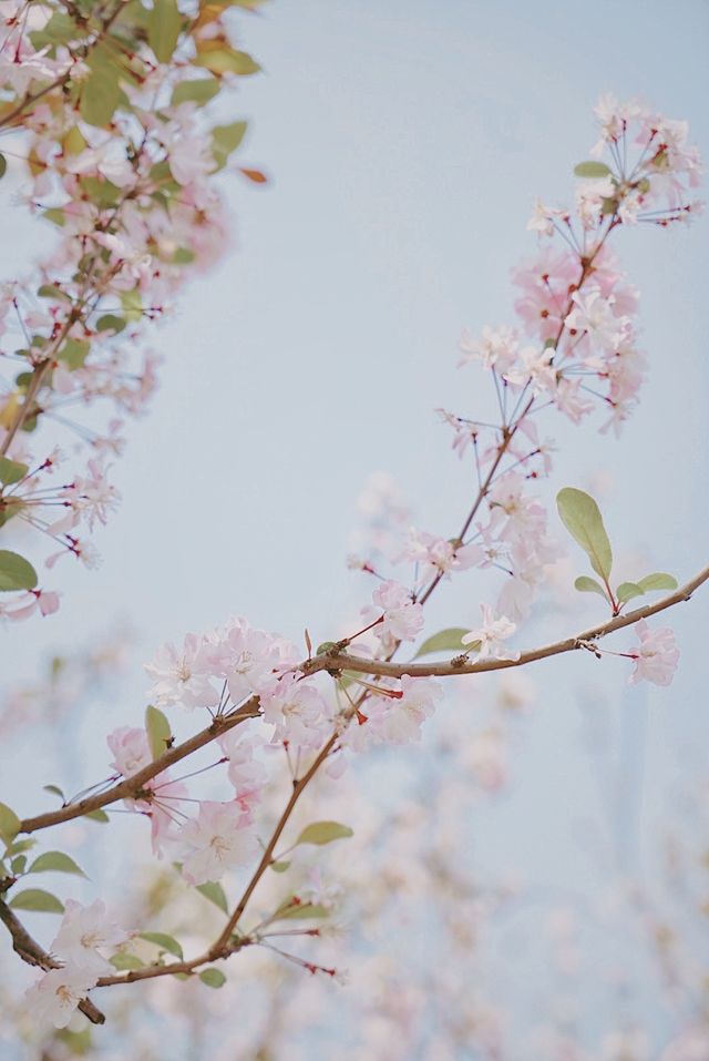 春日來信｜庾園海棠花開