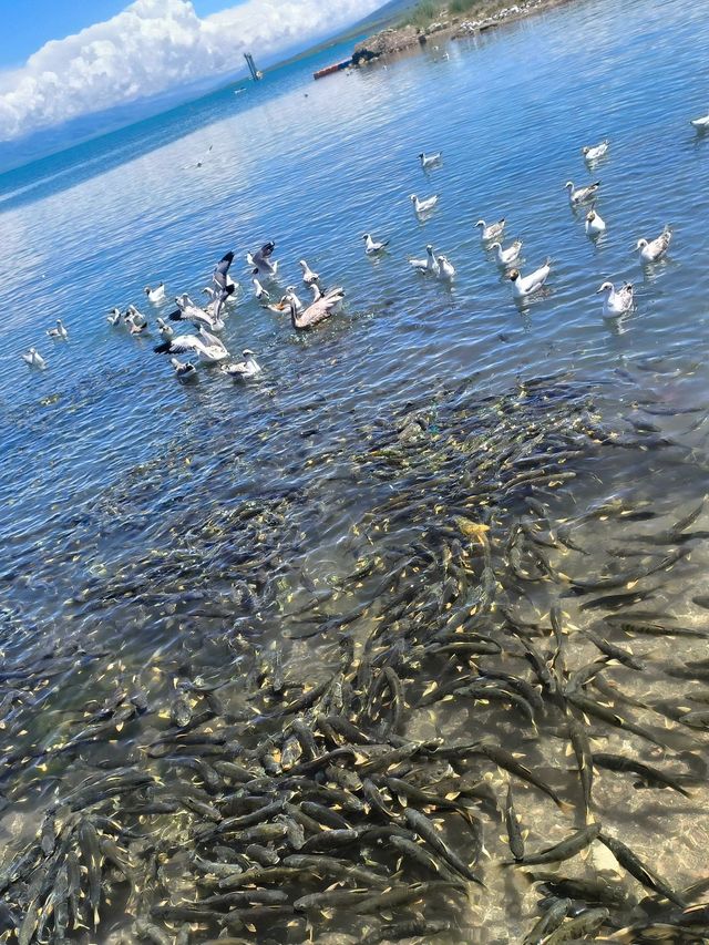 6日暢遊海北等地 玩轉美景不踩坑 6日暢遊海北等地 玩轉美景不踩坑