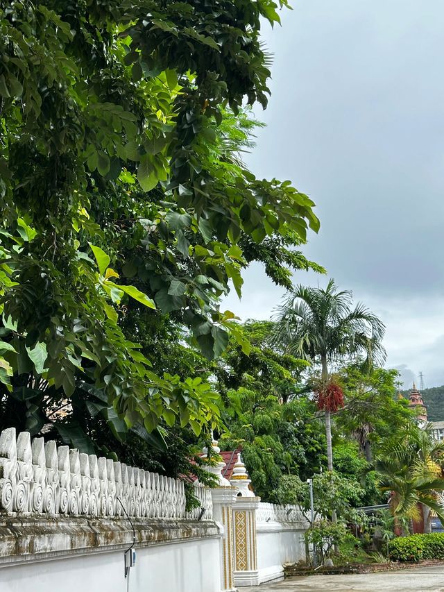 清明踏春好去處玉溪-普洱-西雙版納等你探索