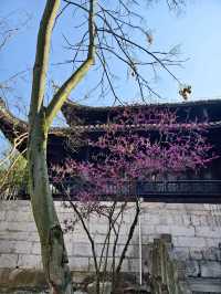 一日看盡貴陽花：不足二十四小時打卡貴陽！