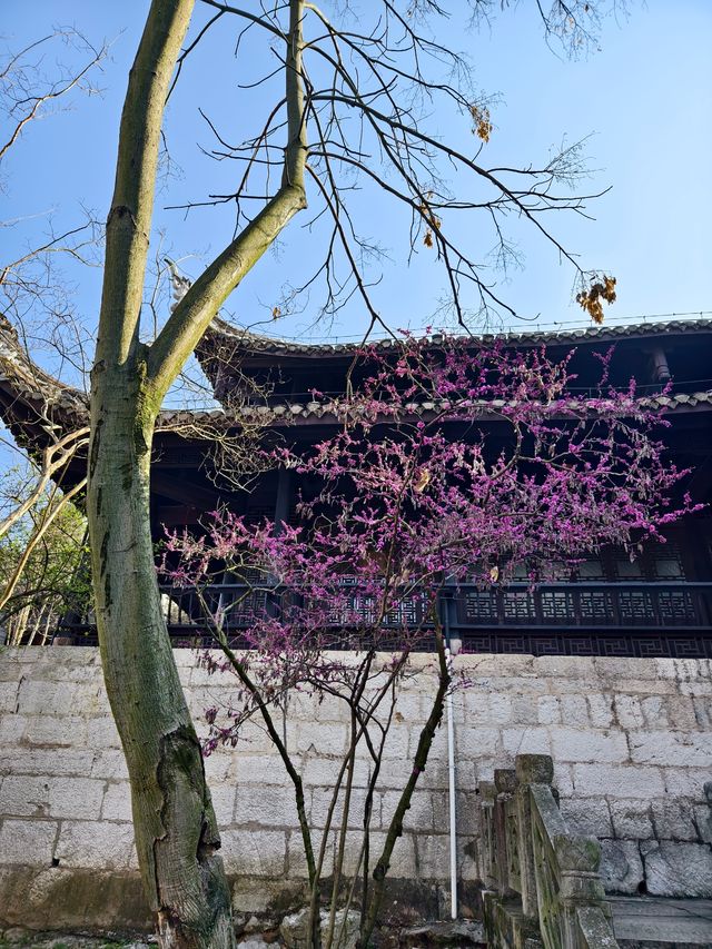 一日看盡貴陽花：不足二十四小時打卡貴陽！