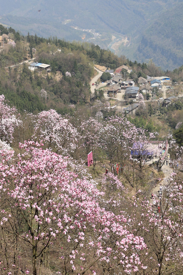 後嚟我同人講起都會話：九皇山嘅辛夷花有幾靚...！