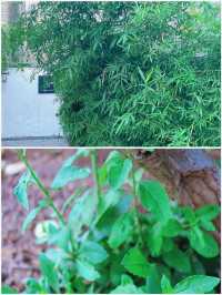 吉林賞荷花 | 3月，‌淨月潭國家森林公園的荷花來場約會