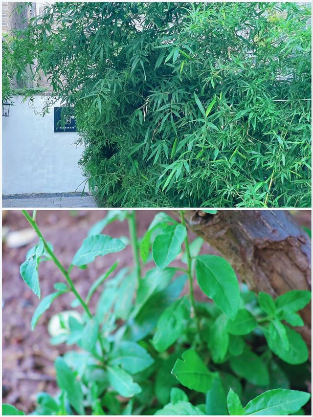 吉林賞荷花 | 3月，‌淨月潭國家森林公園的荷花來場約會