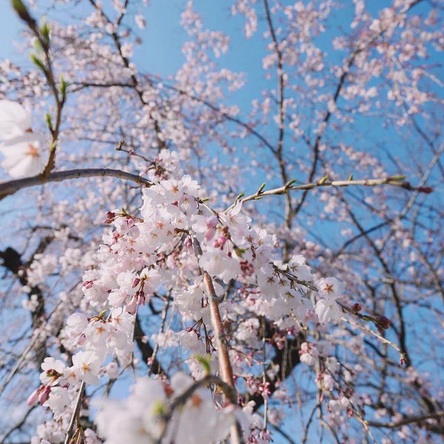 🌸【賞櫻圖鑒】鹿兒島熊本福岡賞櫻推薦‼️