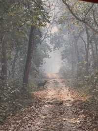 Safari in Chitwan