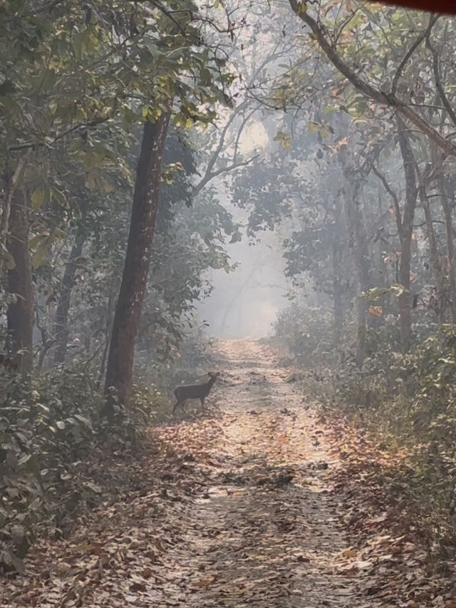 Safari in Chitwan