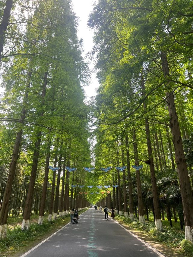 90%人都唔知嘅「森林烏托邦」！黃海森林公園嘅奇幻之旅