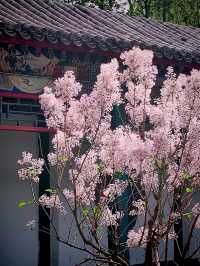4.16實拍︱大觀園牡丹與紫藤同時在線