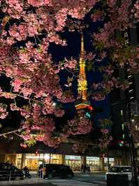 東京タワー🗼美しい早咲きの桜🌸