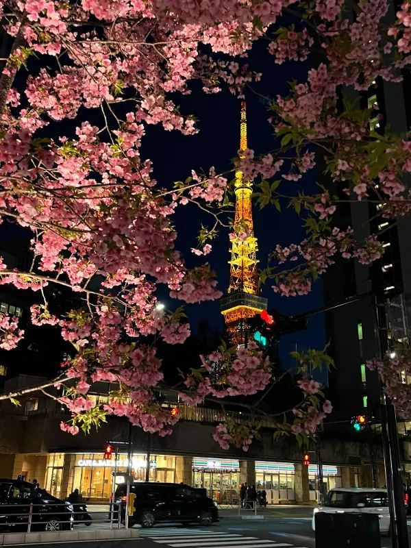 東京タワー🗼美しい早咲きの桜🌸