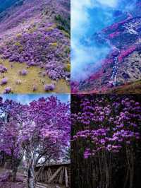 《谷克德：索瑪花盛放處的自在旅途》
