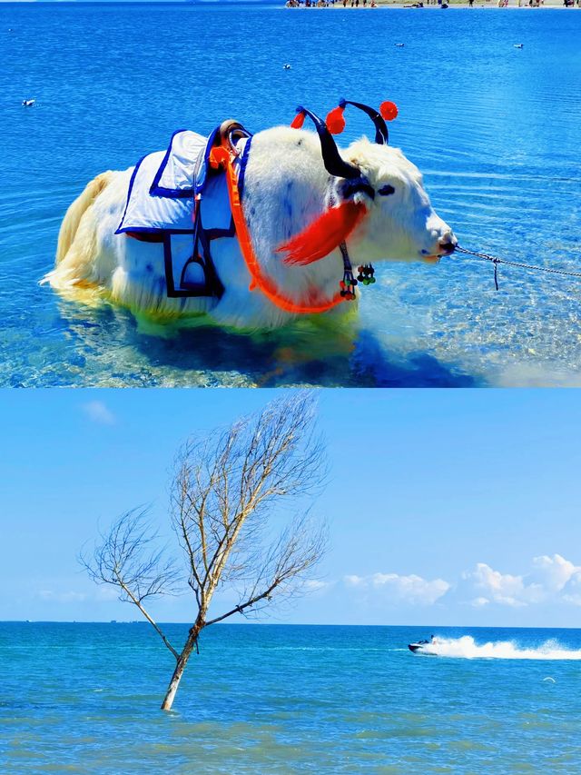 青海湖 | 與天空私奔，赴一場高原藍的約定