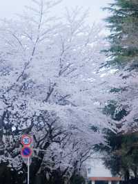 🌸仙台東北大學｜限定櫻花季🌸