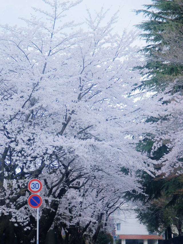 🌸仙台東北大學｜限定櫻花季🌸