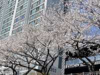 🌸釜山溫泉川市民公園，櫻花夢幻之約🌸