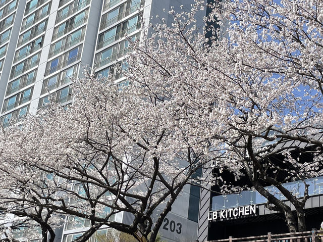 🌸釜山溫泉川市民公園，櫻花夢幻之約🌸