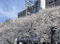 🌸釜山溫泉川市民公園，櫻花夢幻之約🌸
