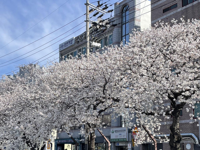 🌸釜山溫泉川市民公園，櫻花夢幻之約🌸