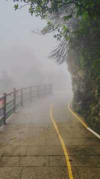 雨中漫步莽山：霧靄深處的奇幻仙蹤