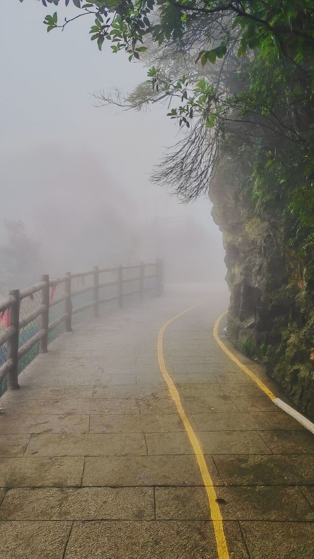 雨中漫步莽山：霧靄深處的奇幻仙蹤
