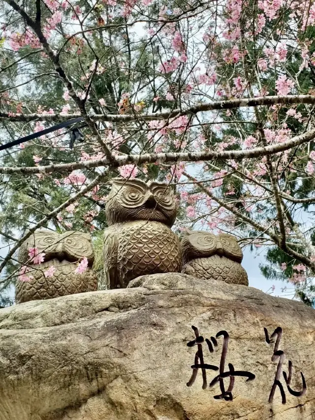 繁花似錦的異國春宴——九族文化村櫻花祭