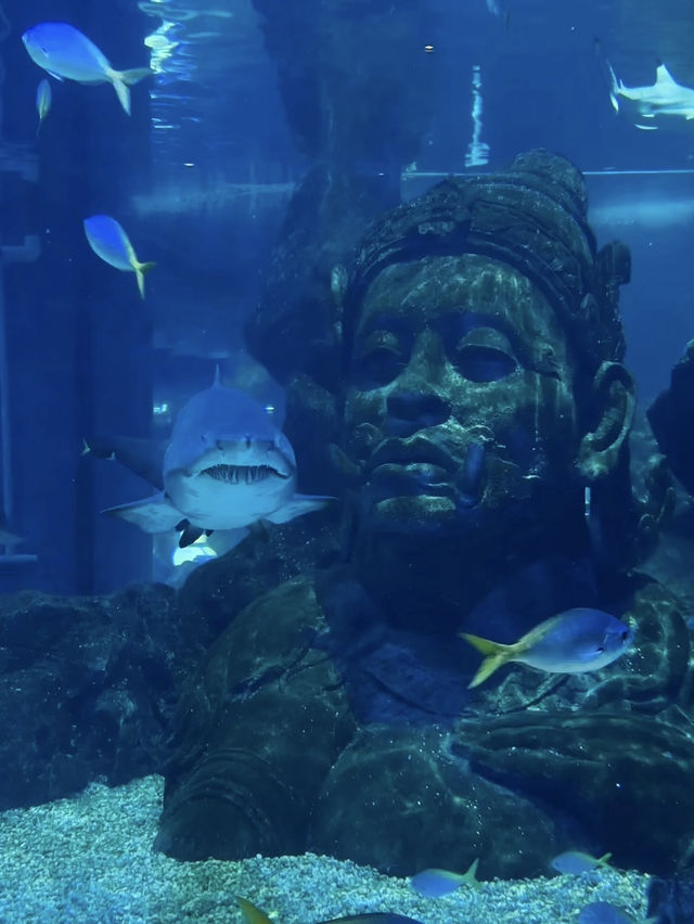 藍色夢幻之境💕曼谷暹羅海洋世界